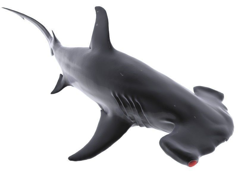 Hammer Shark 3D model_5