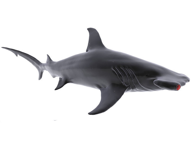 Hammer Shark 3D model_4