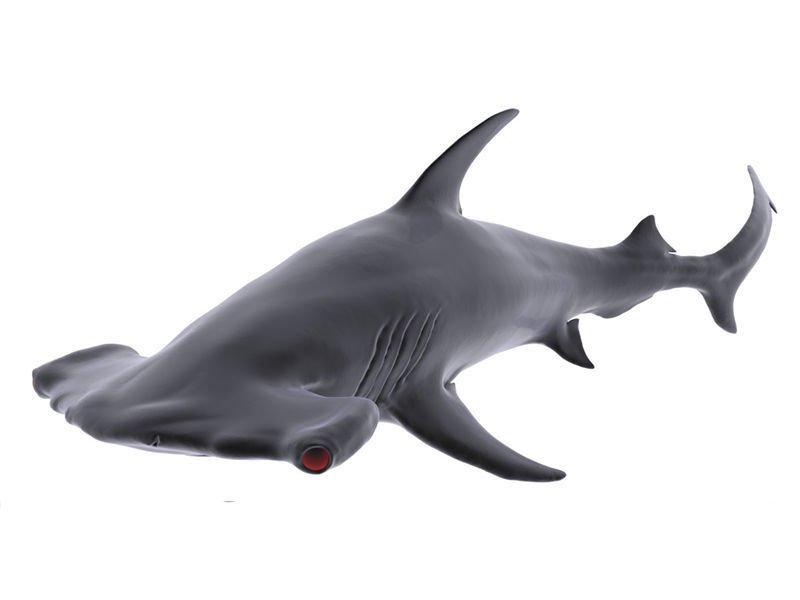 Hammer Shark 3D model_1