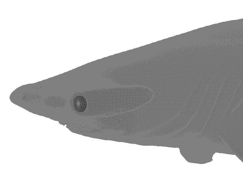 Hammer Shark 3D model_8