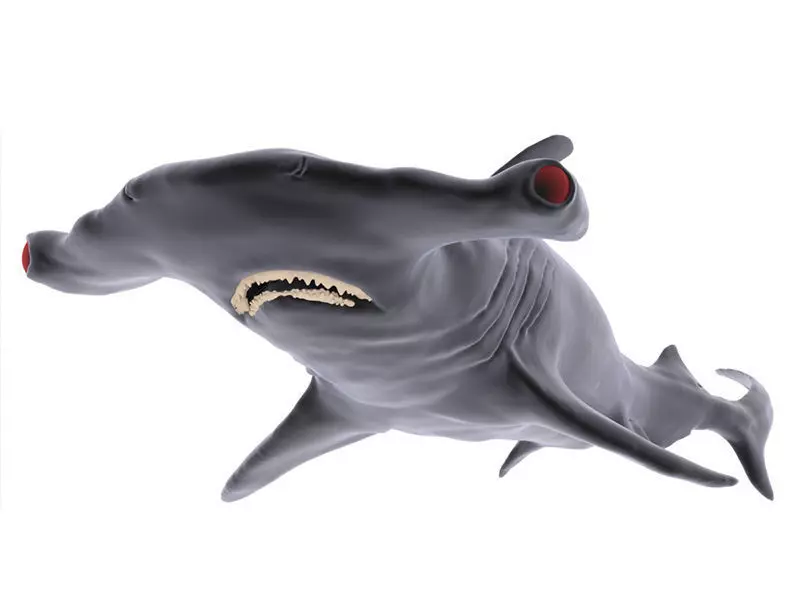 Hammer Shark 3D model_0