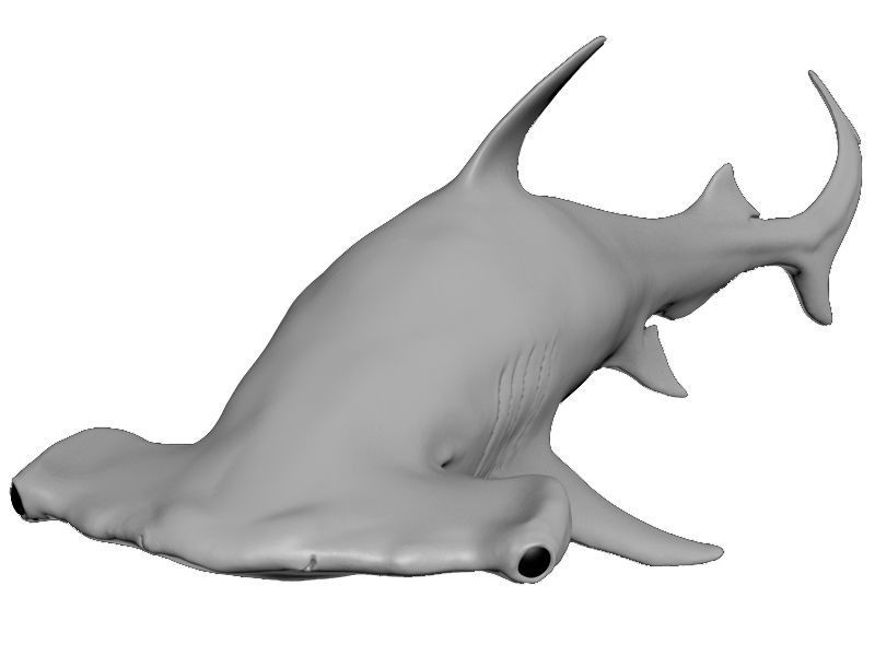 Hammer Shark 3D model_7