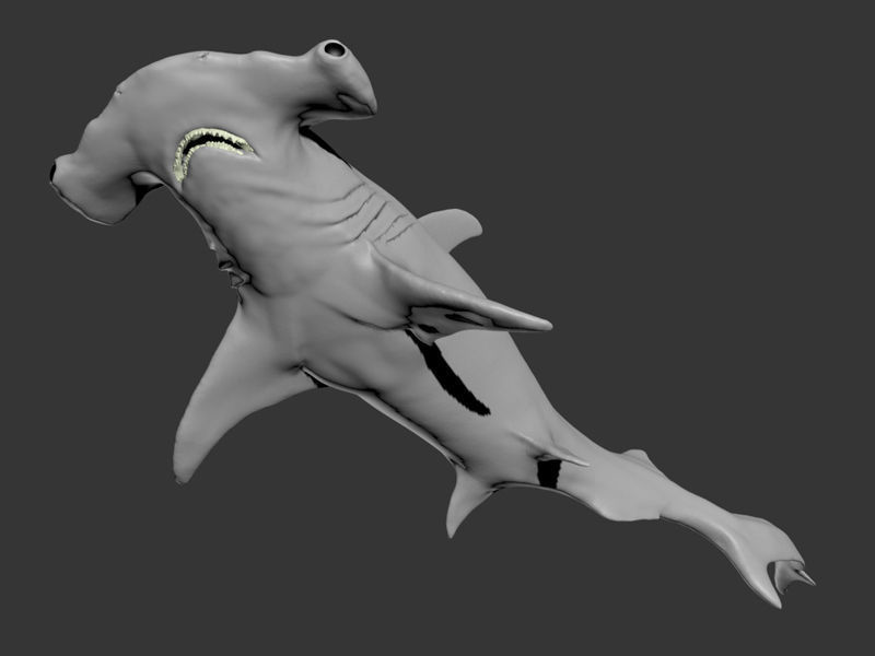 Hammer Shark 3D model_9