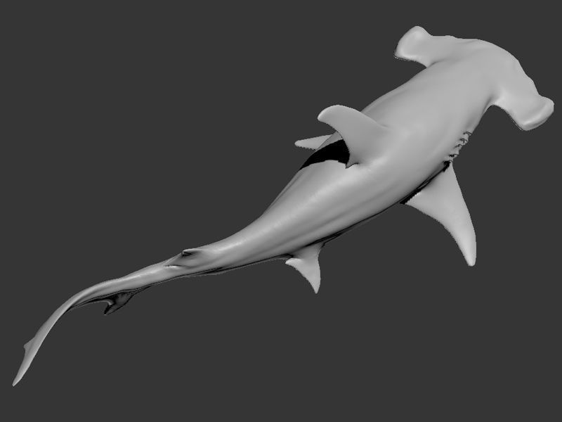 Hammer Shark 3D model_13