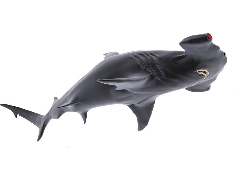 Hammer Shark 3D model_3