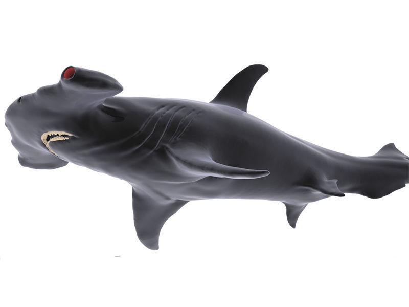 Hammer Shark 3D model_2