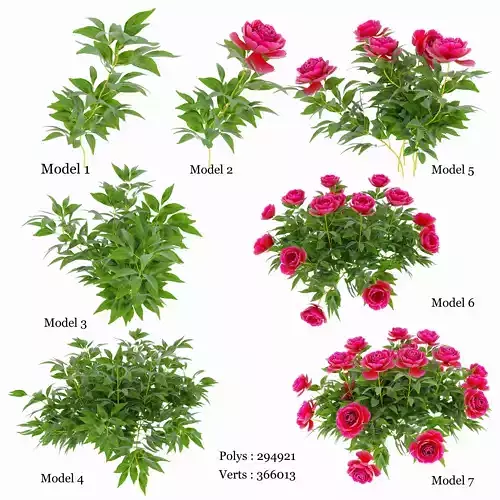 Plants peony  3D model