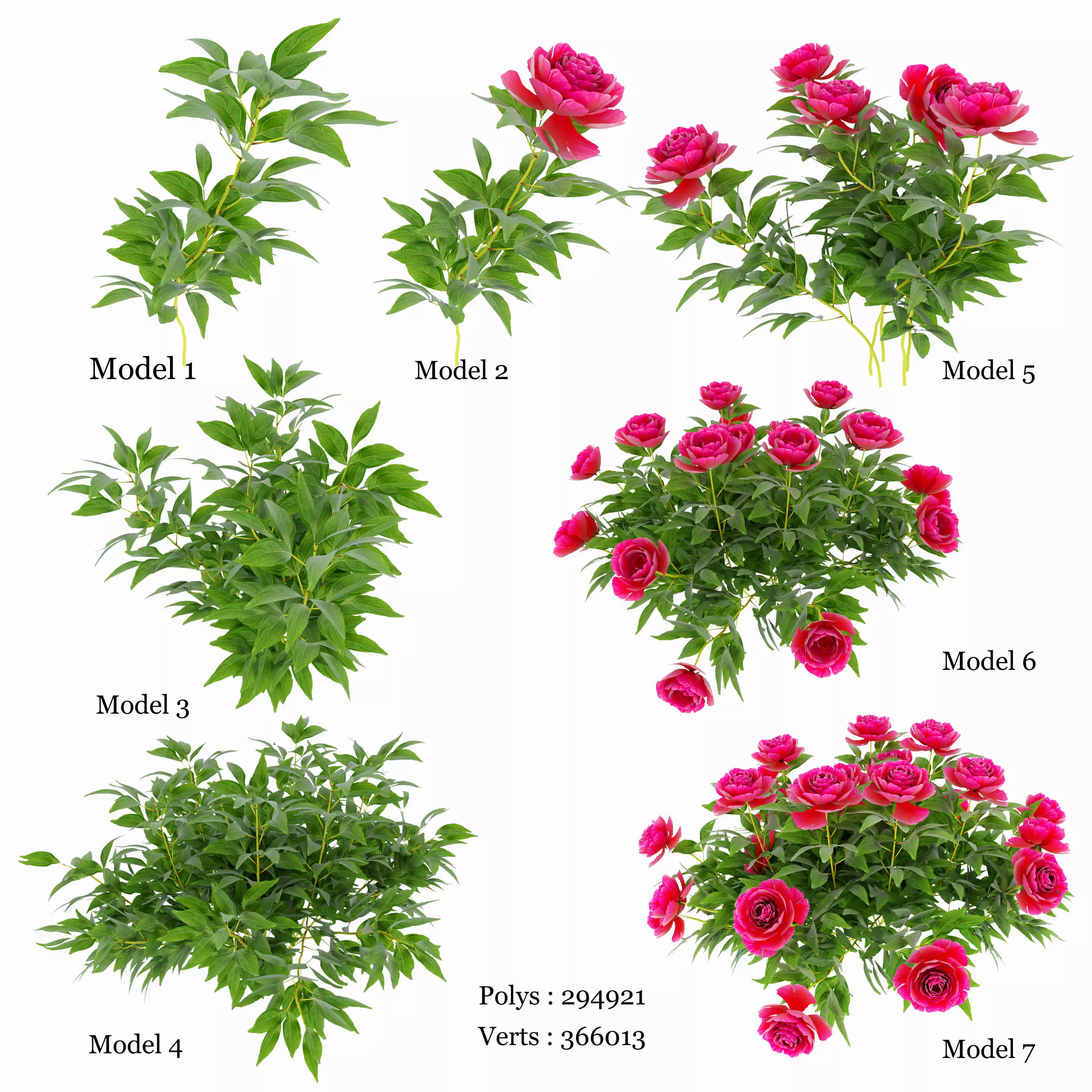 Plants peony  3D model_0