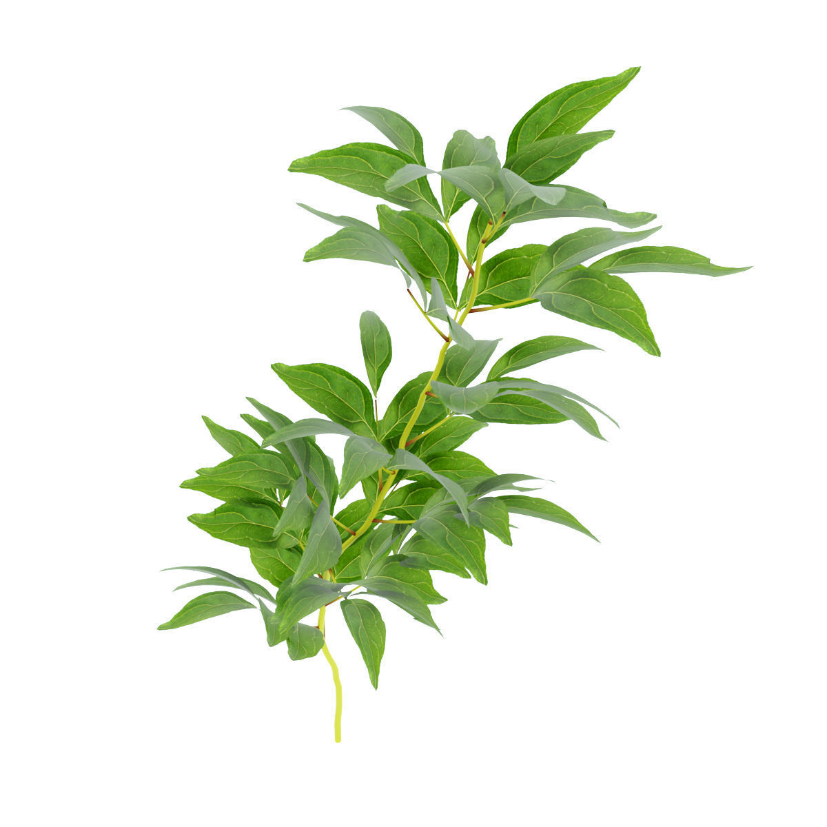 Plants peony  3D model_1