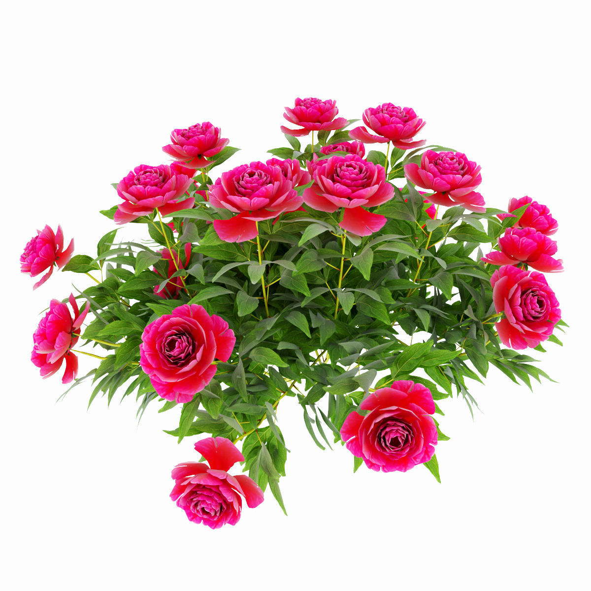 Plants peony  3D model_7