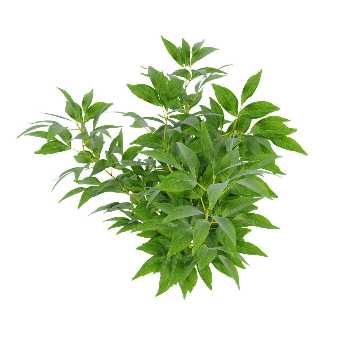 Plants peony  3D model_3