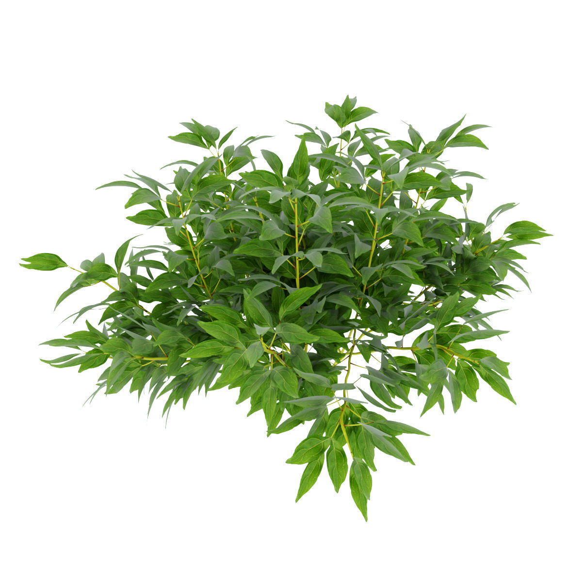 Plants peony  3D model_4