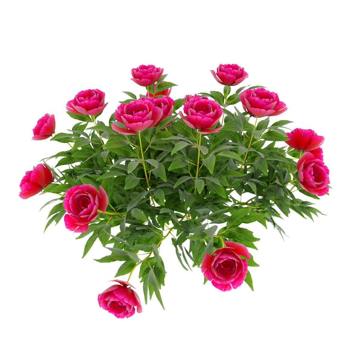 Plants peony  3D model_6