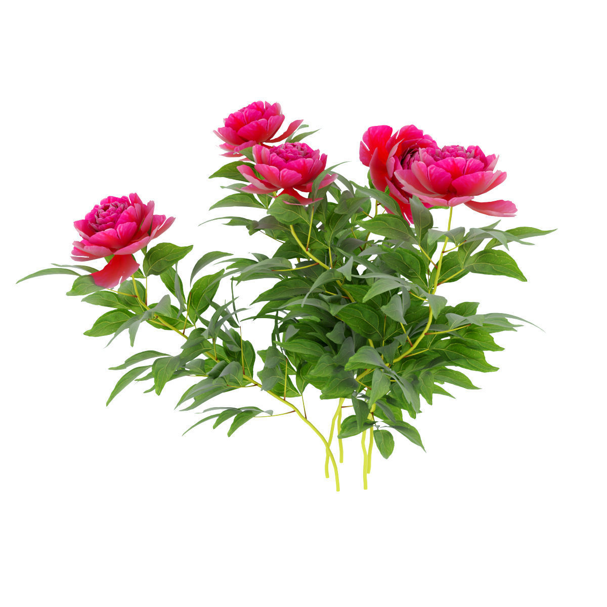 Plants peony  3D model_5