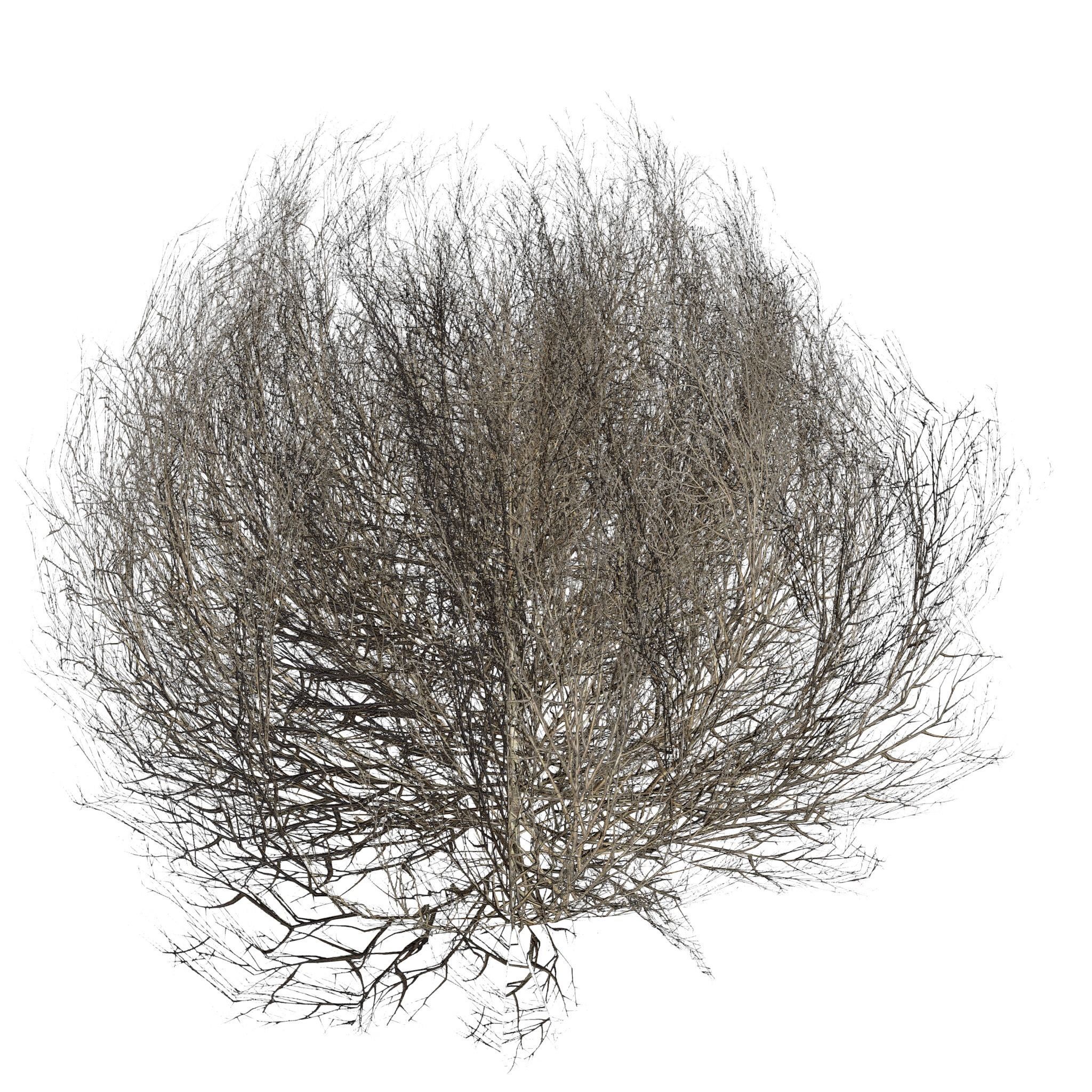 Tumbleweed LOW Low-poly 3D model_7