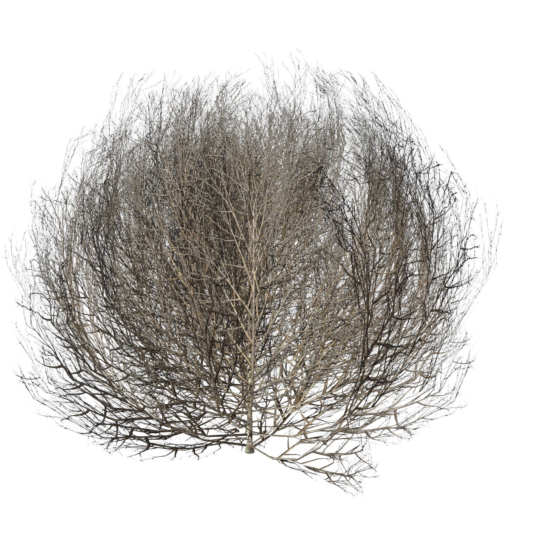 Tumbleweed LOW Low-poly 3D model_1