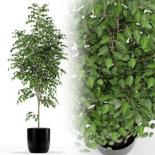Plants collection 151 3D model