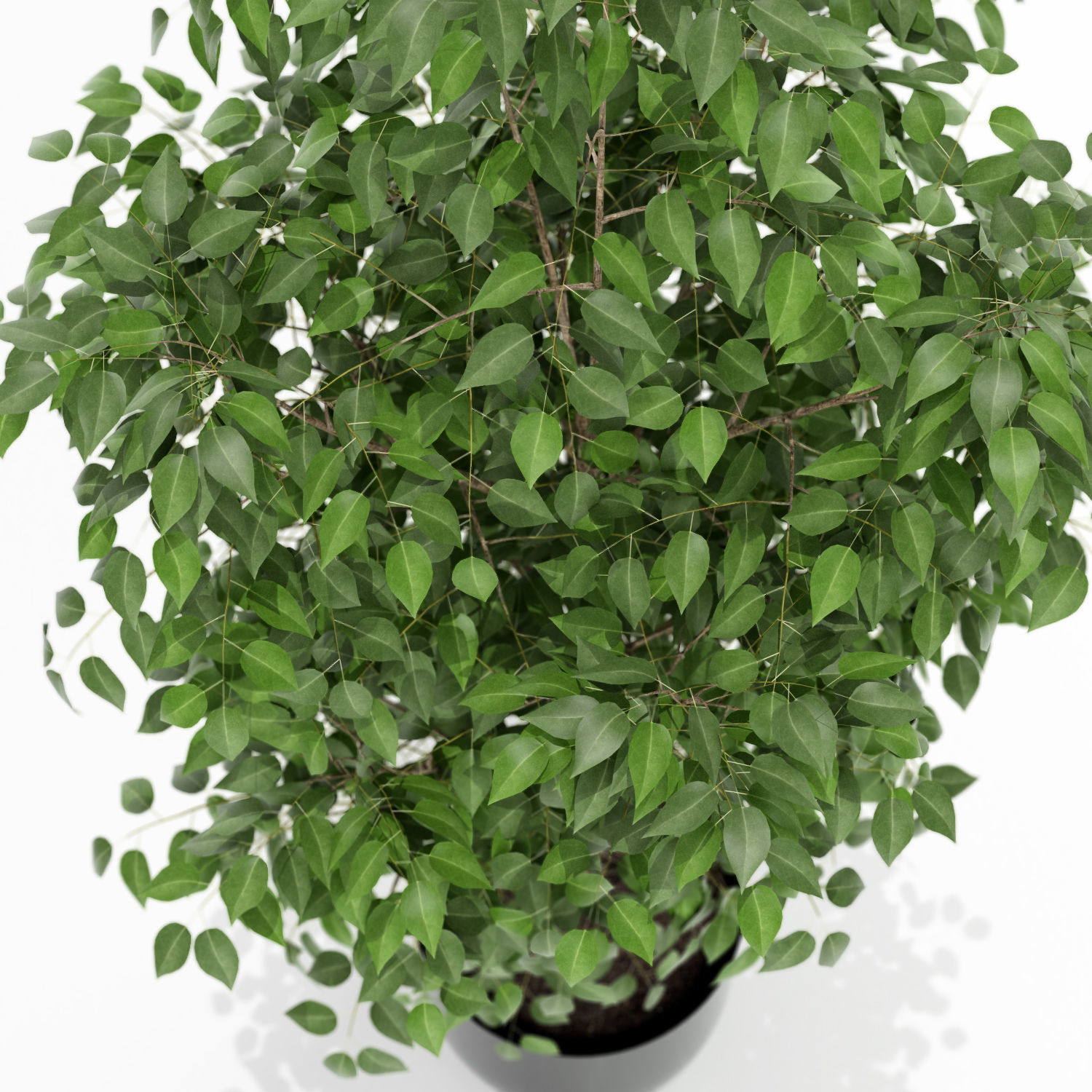 Plants collection 151 3D model_2