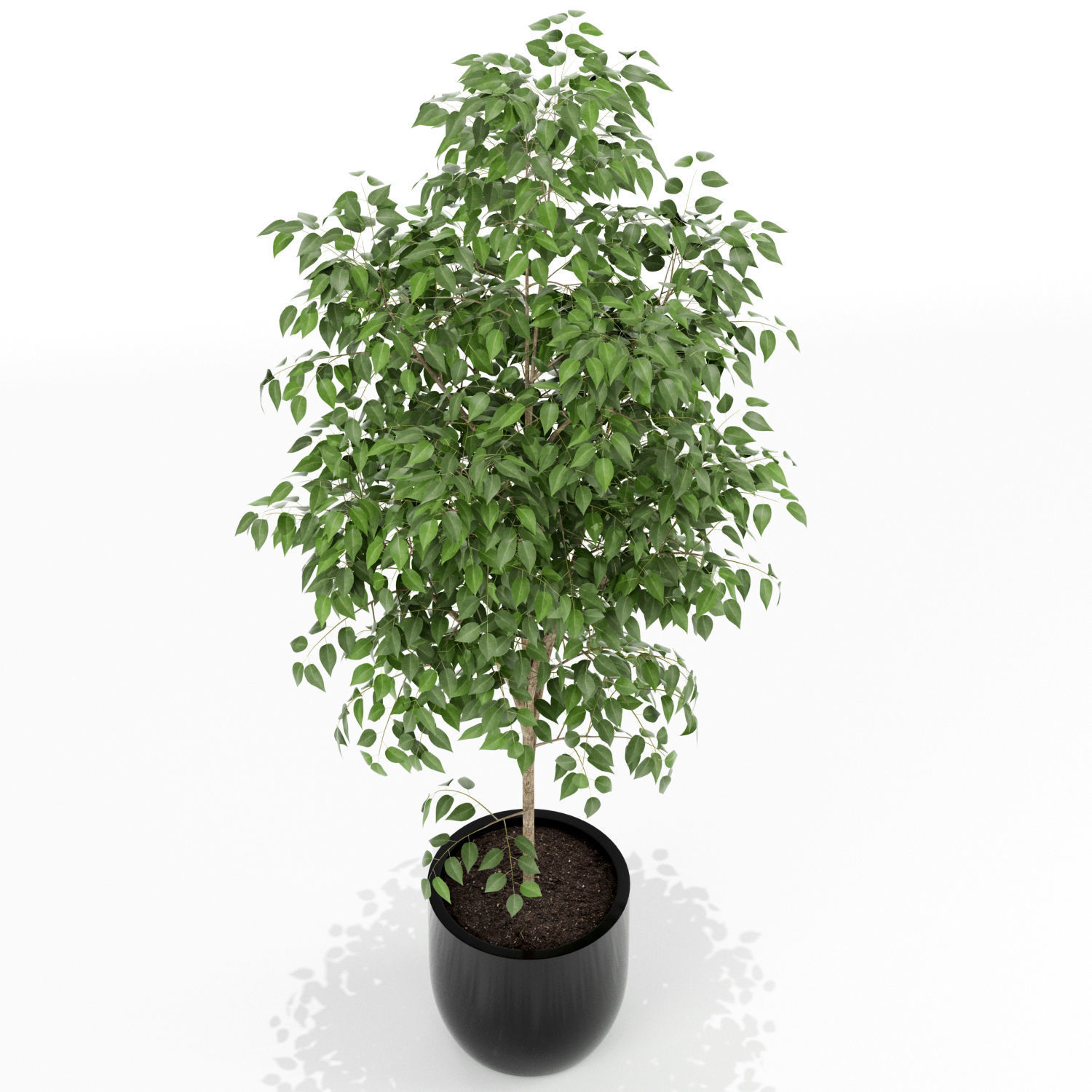 Plants collection 151 3D model_1
