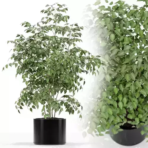 Plants collection 153