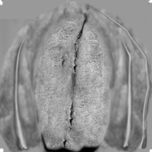 Eve EscapeFromParadise woman 3D model_13