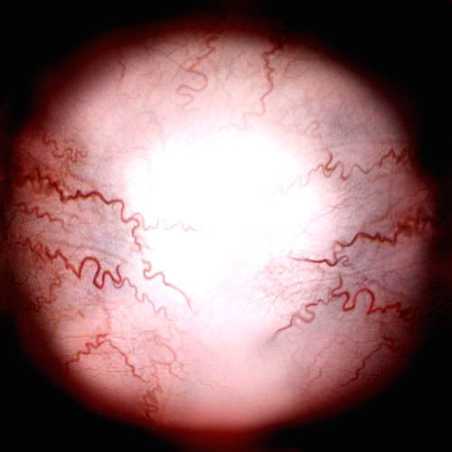 Eve EscapeFromParadise woman 3D model_16