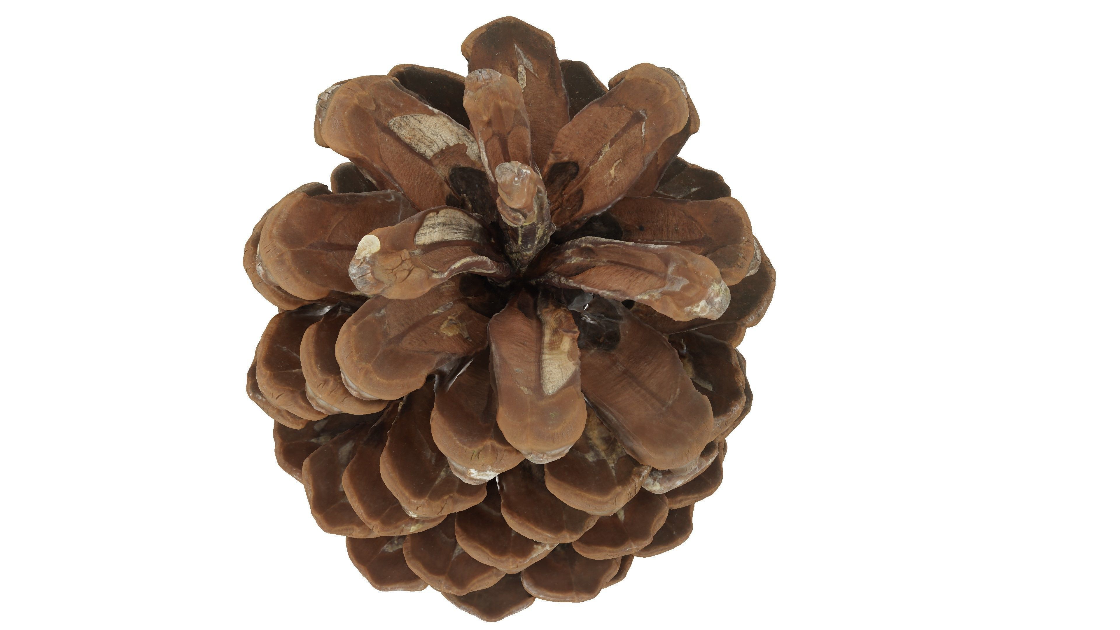 Realistic - Pine Cone Low-poly 3D model_1