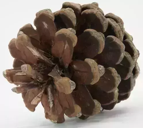 Realistic - Pine Cone