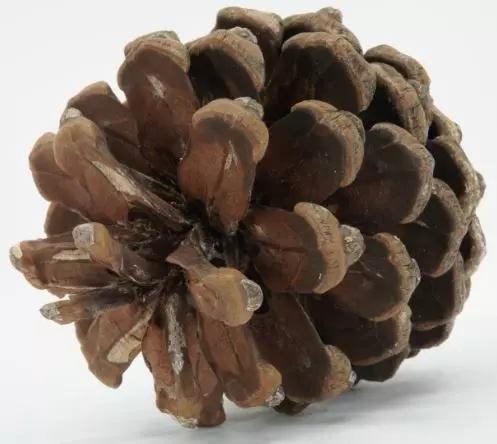 Realistic - Pine Cone Low-poly 3D model_0