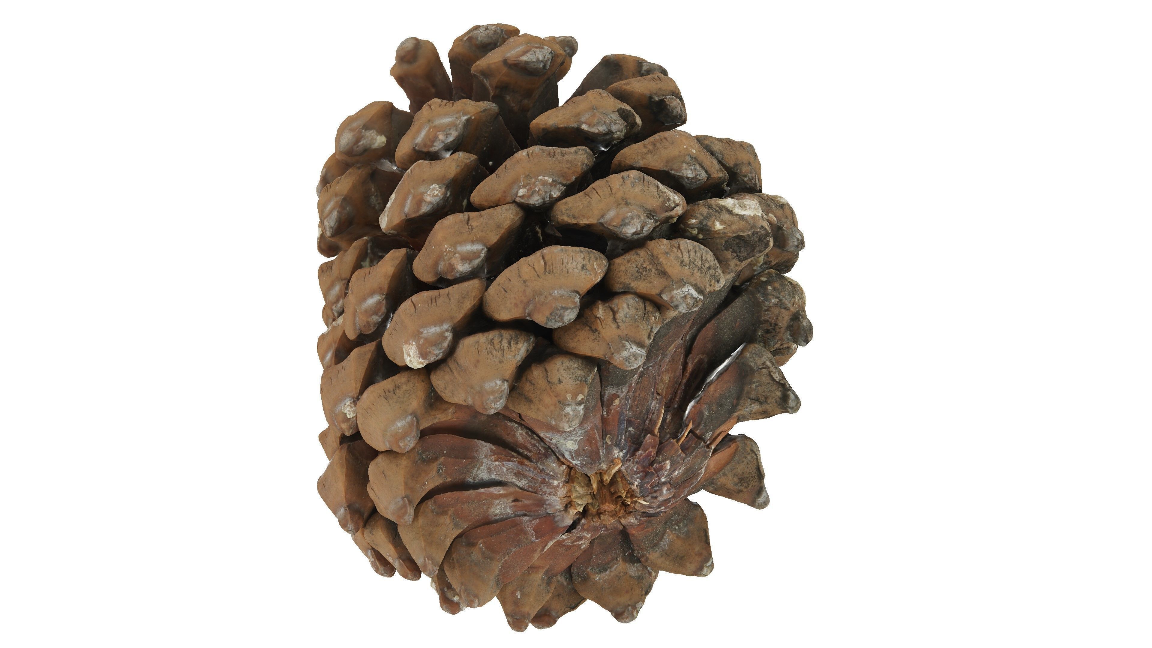 Realistic - Pine Cone Low-poly 3D model_5