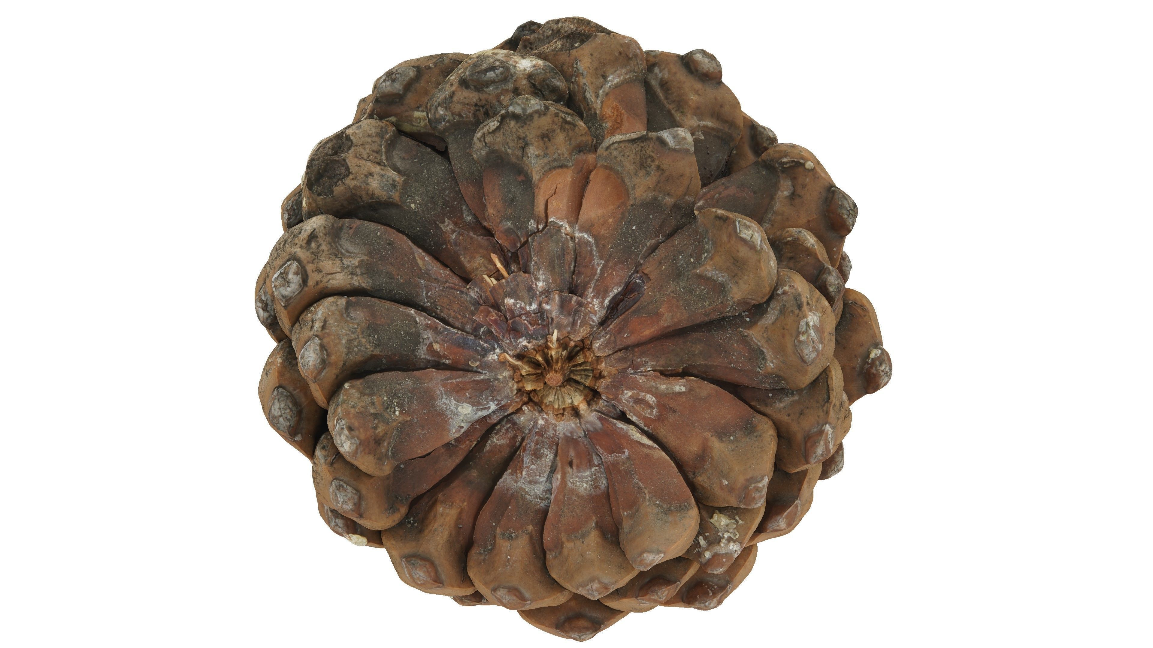 Realistic - Pine Cone Low-poly 3D model_4
