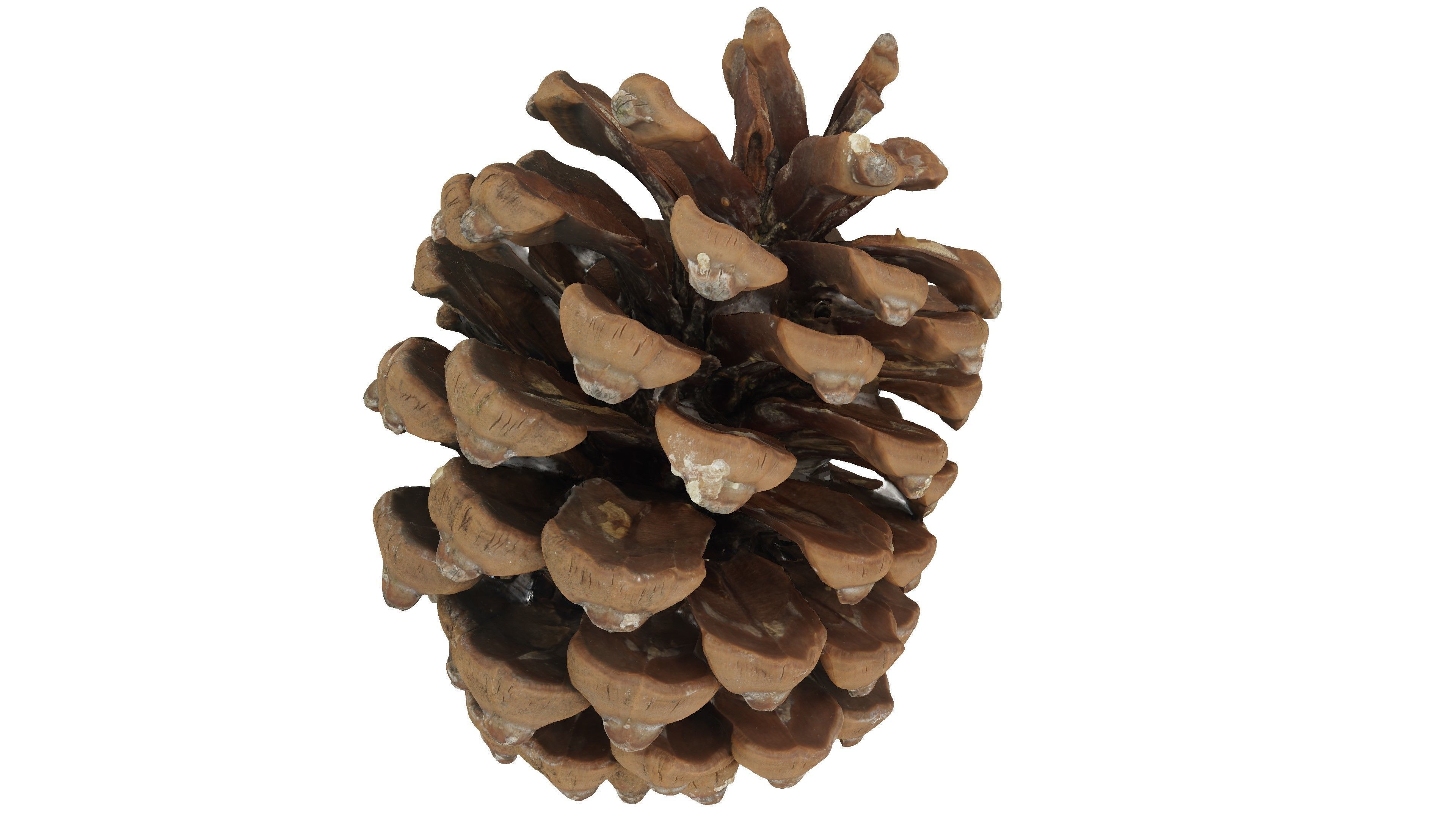 Realistic - Pine Cone Low-poly 3D model_2