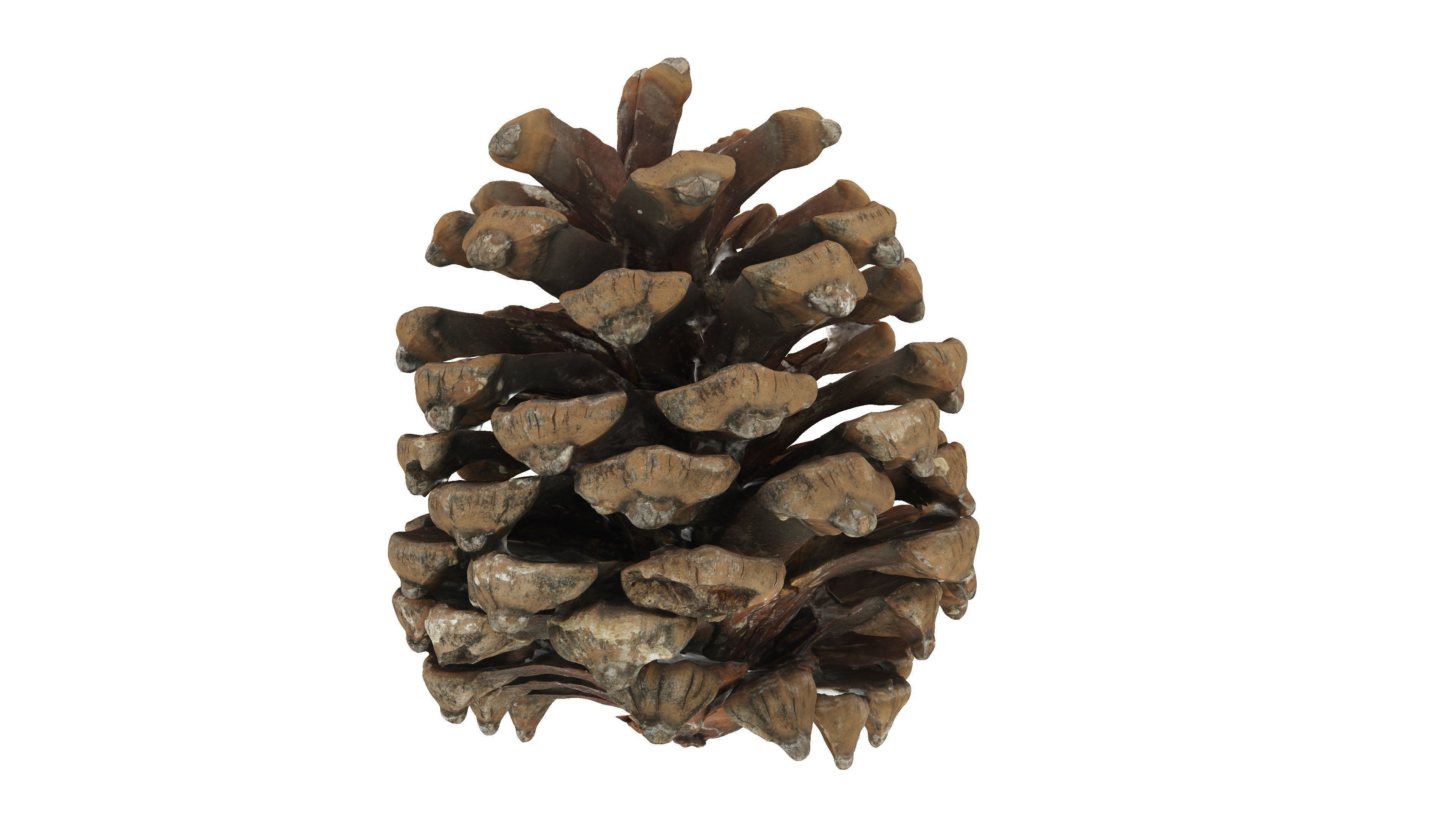 Realistic - Pine Cone Low-poly 3D model_3