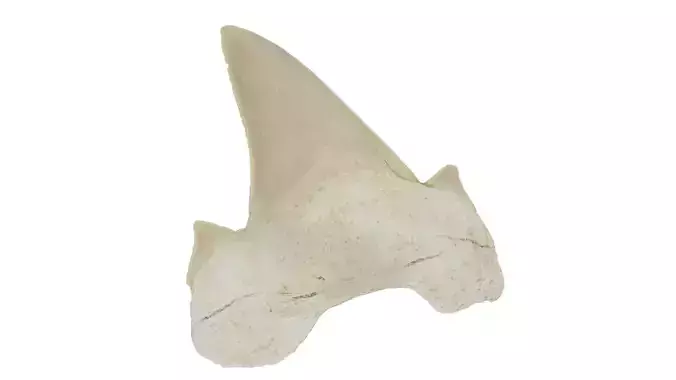 Realistic - Shark Tooth