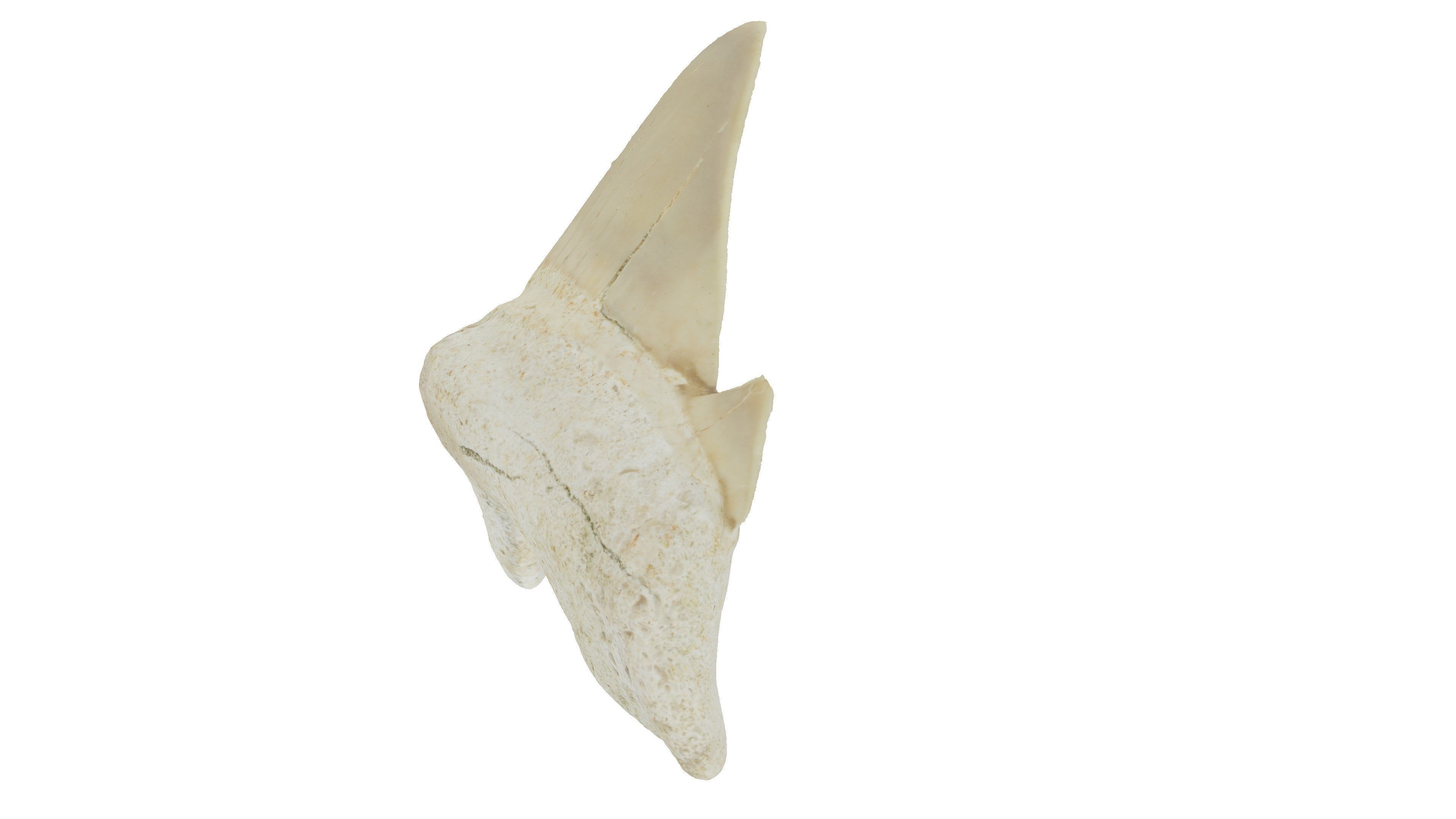Realistic - Shark Tooth Low-poly 3D model_1