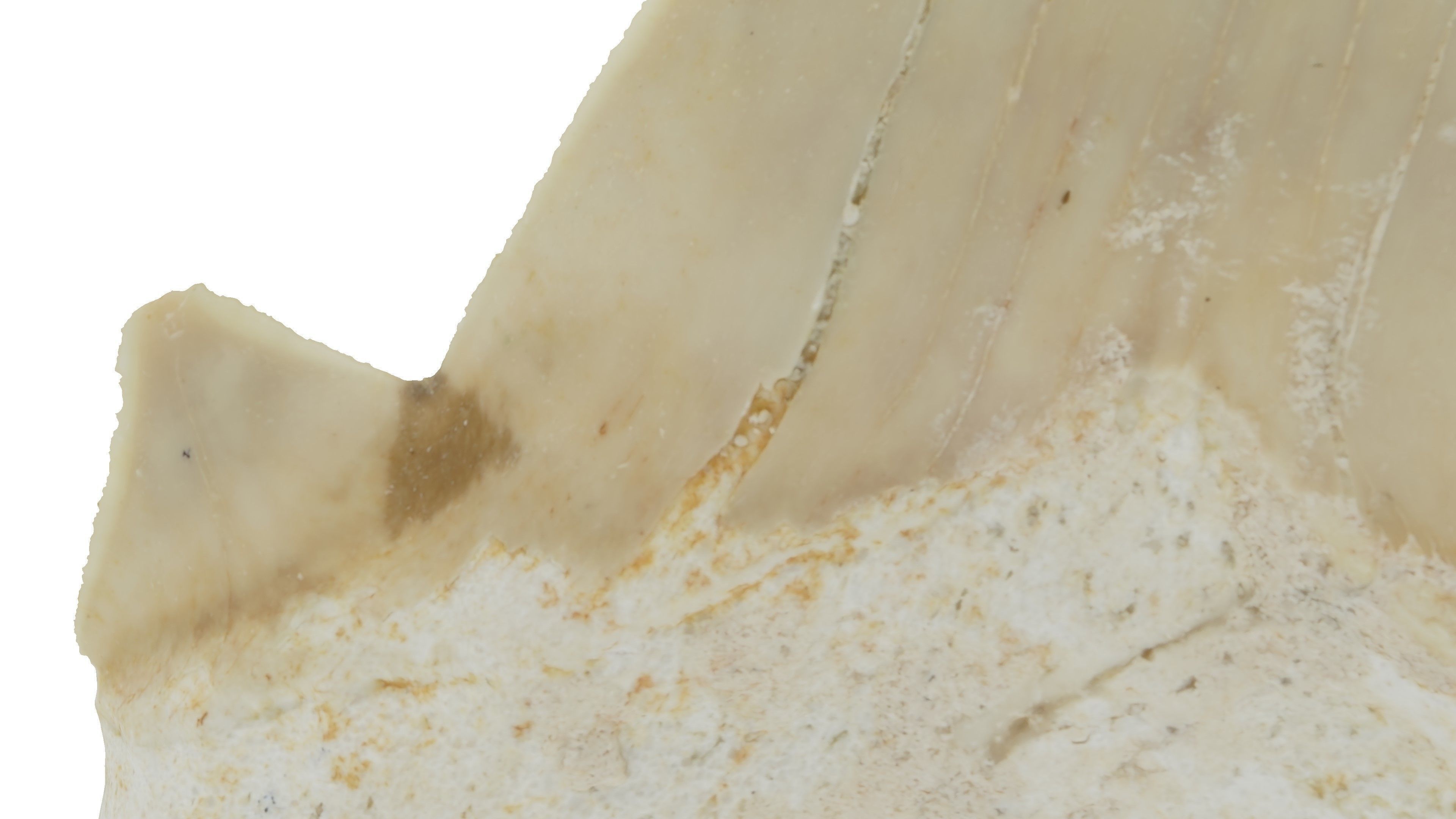 Realistic - Shark Tooth Low-poly 3D model_5