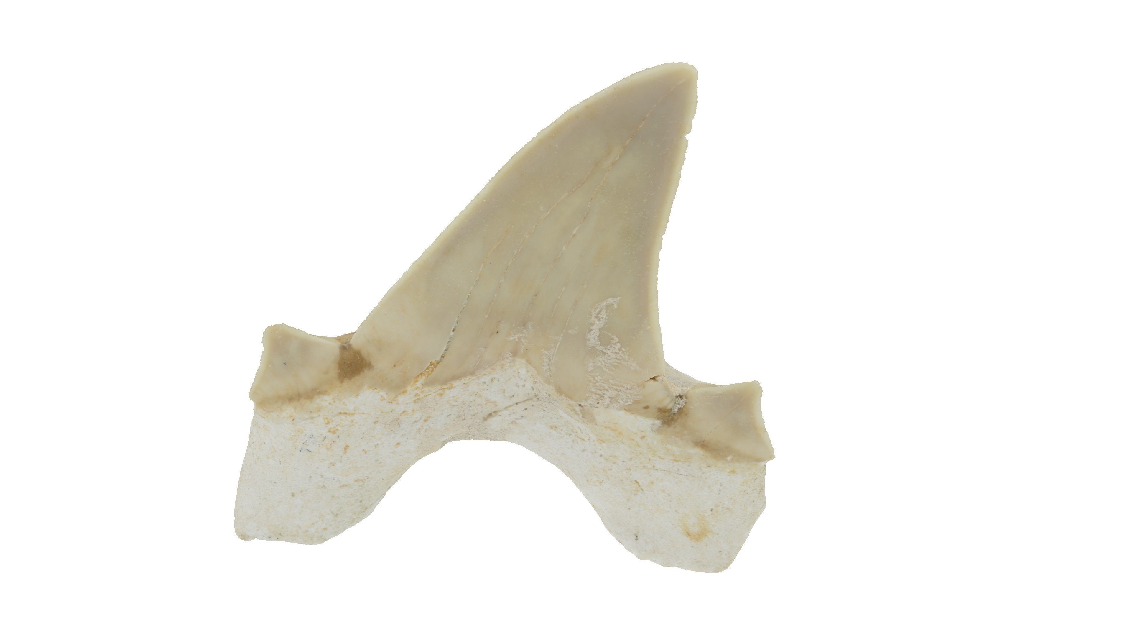 Realistic - Shark Tooth Low-poly 3D model_2