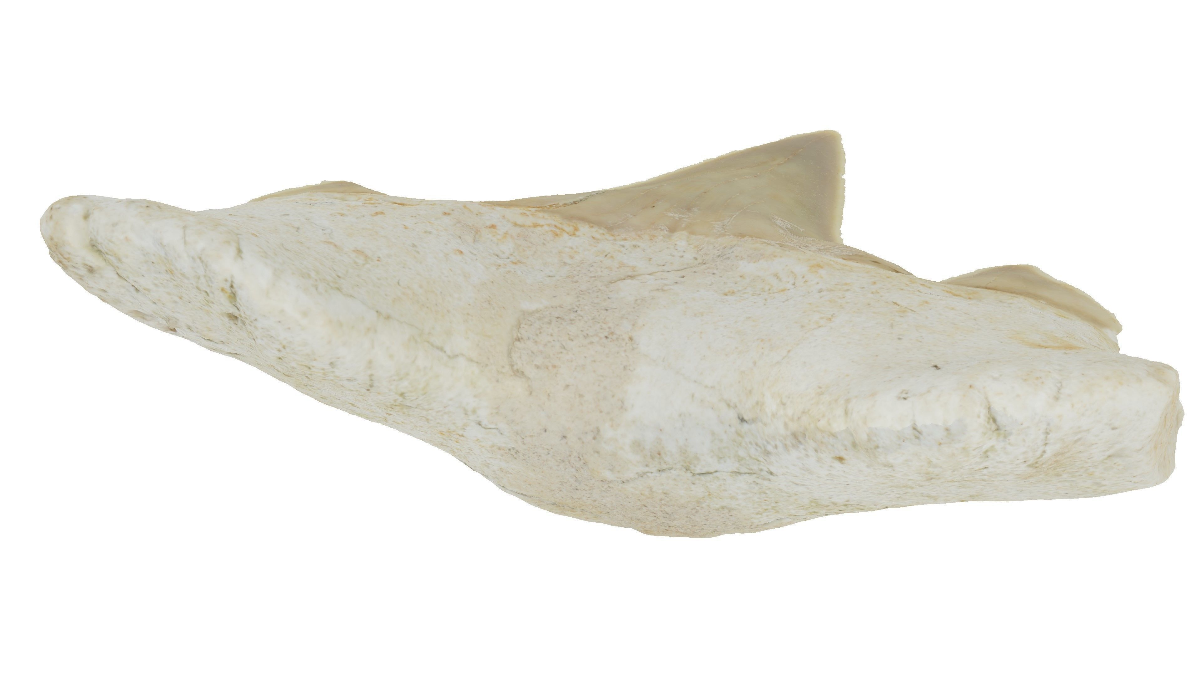 Realistic - Shark Tooth Low-poly 3D model_3