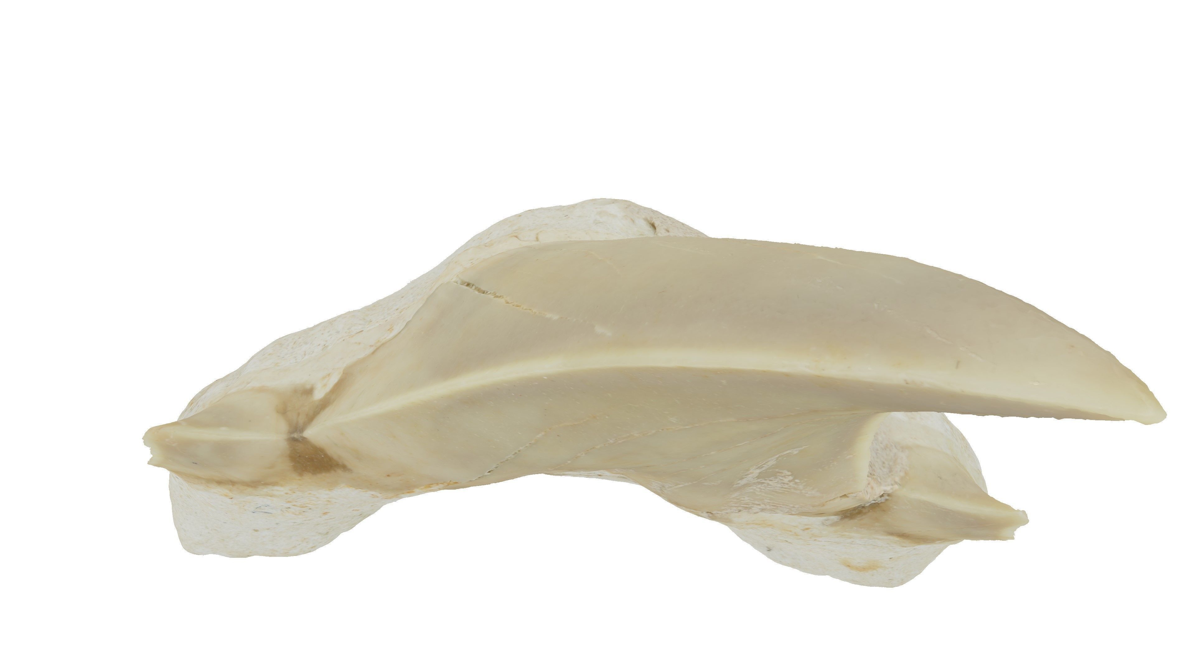 Realistic - Shark Tooth Low-poly 3D model_4