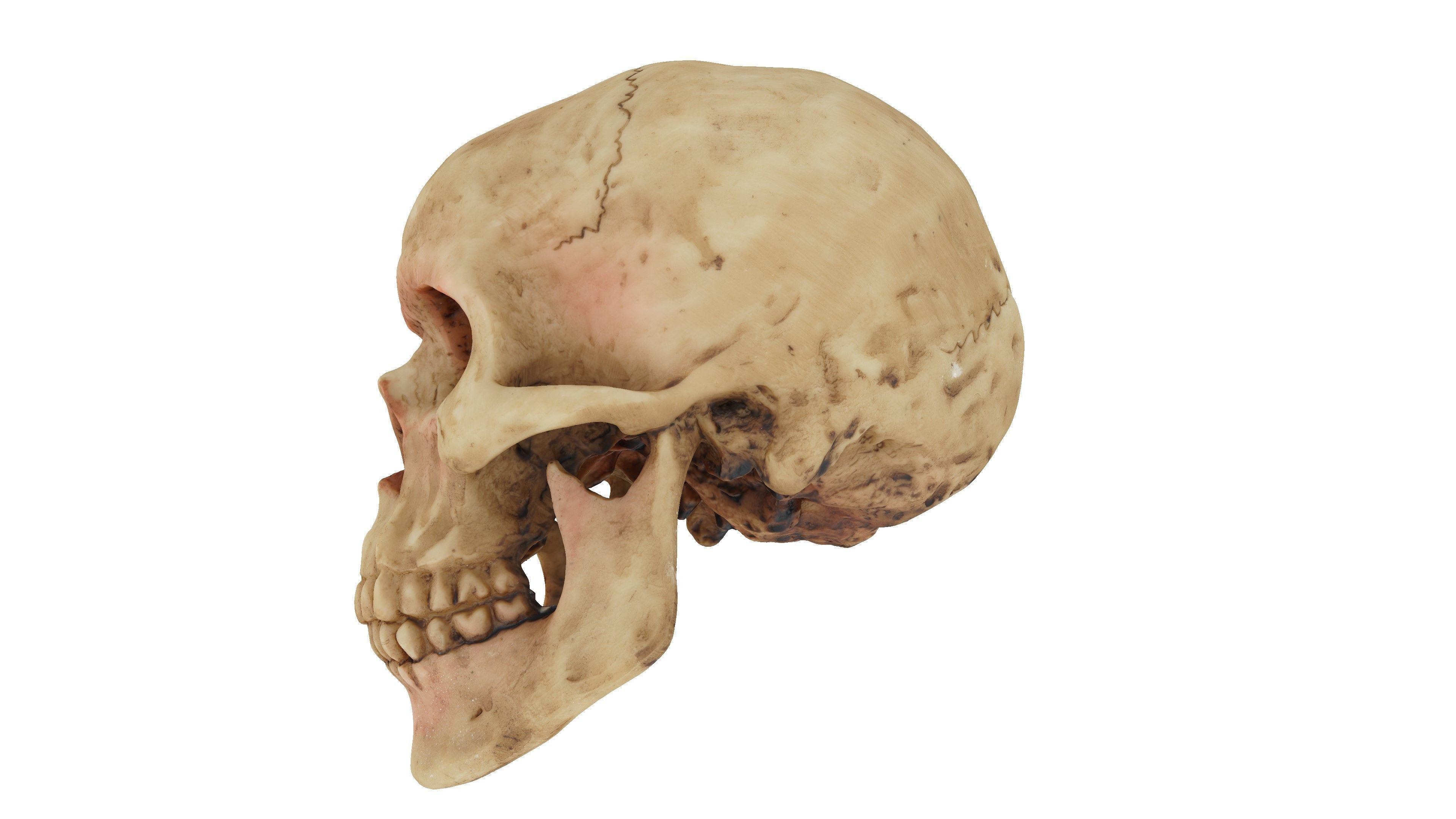 Realistic - Human Skull Low-poly 3D model_2