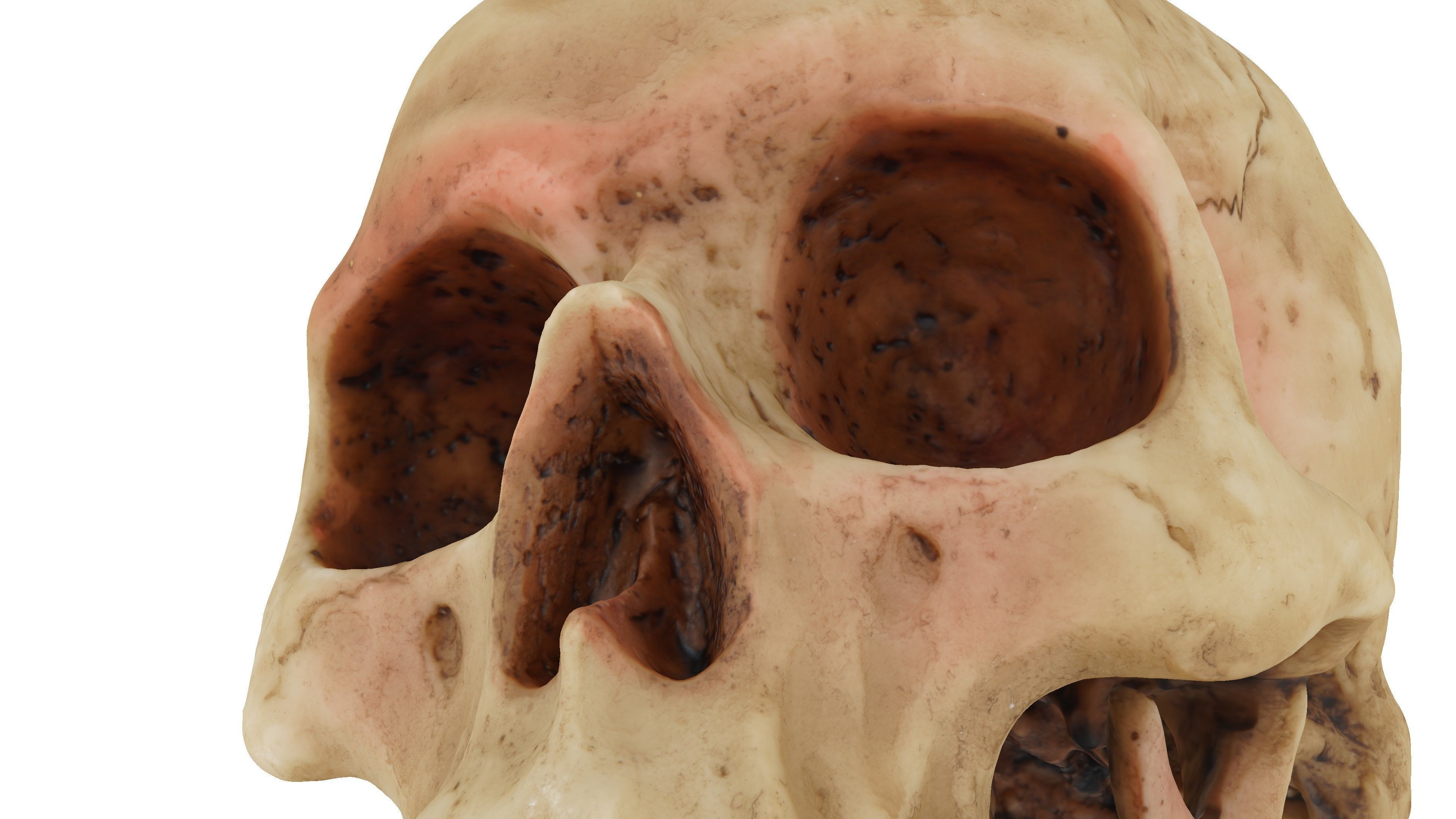 Realistic - Human Skull Low-poly 3D model_6