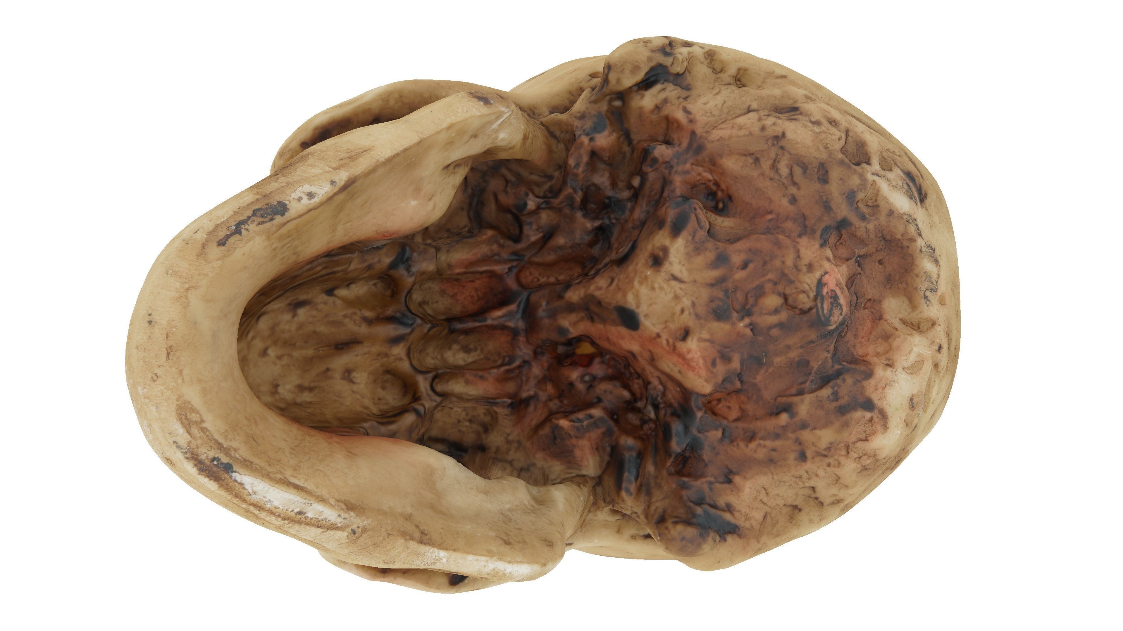 Realistic - Human Skull Low-poly 3D model_7