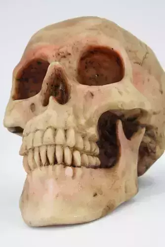 Realistic - Human Skull