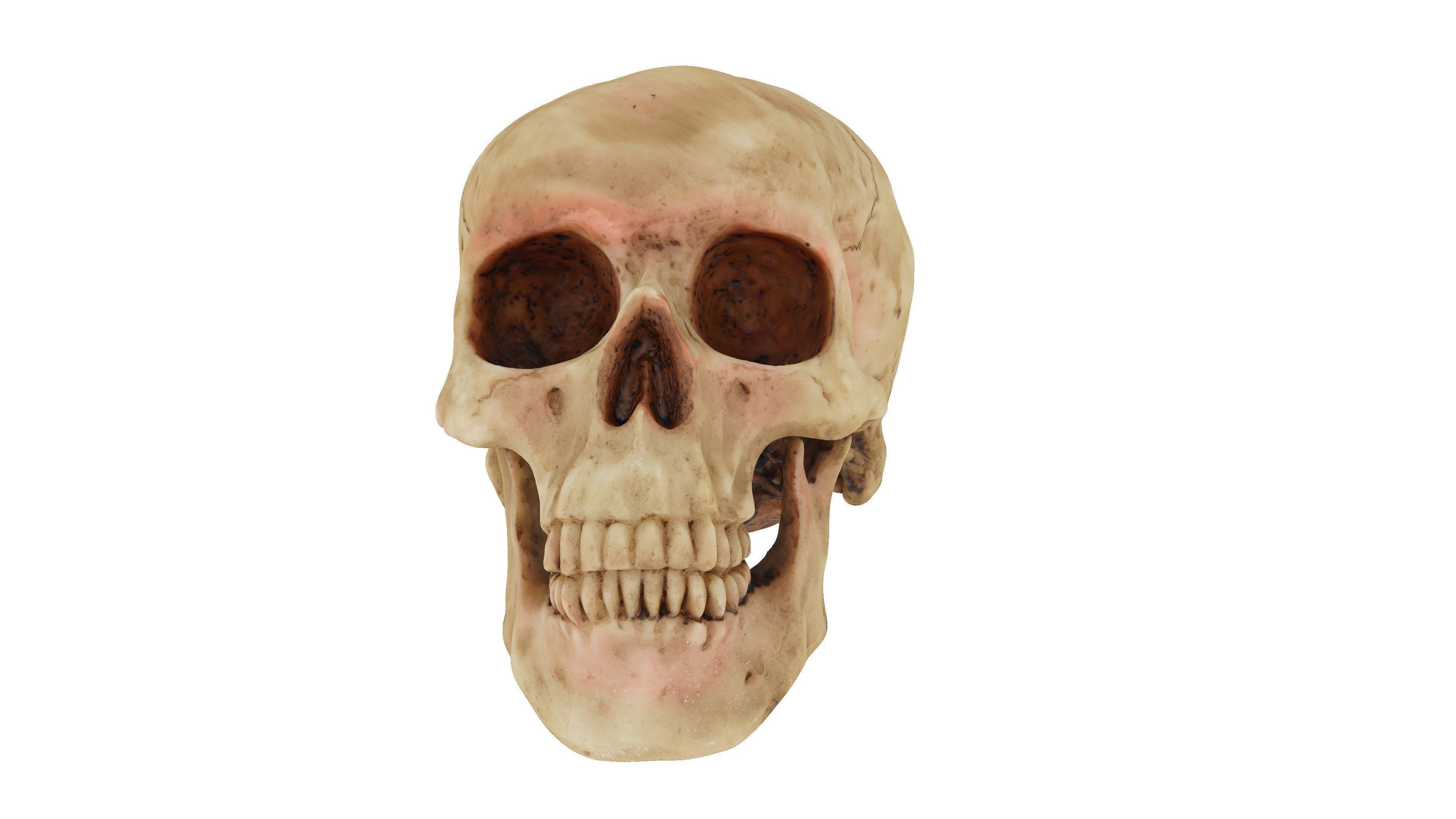 Realistic - Human Skull Low-poly 3D model_1