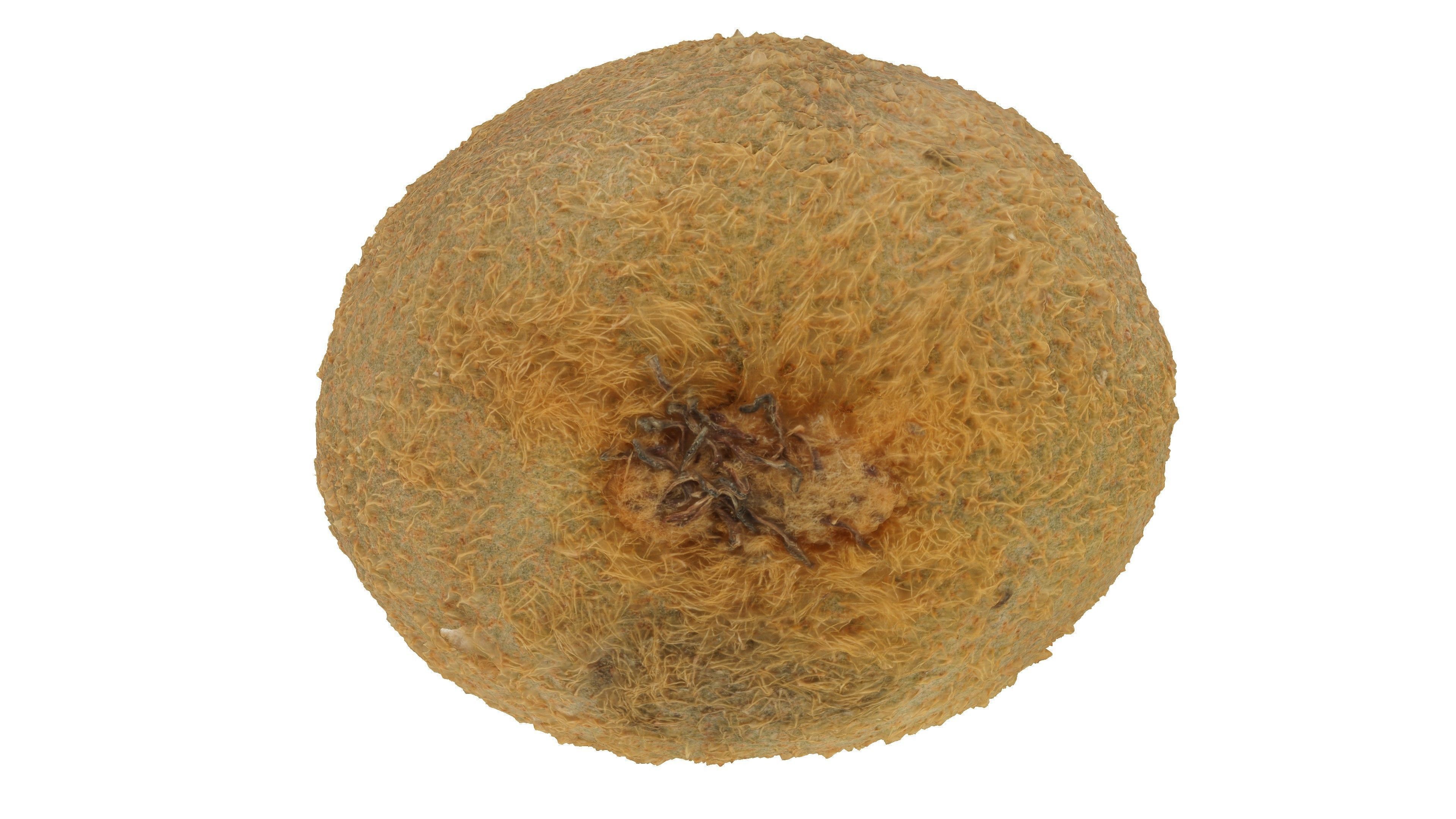 Realistic - Kiwi coconut fruit Low-poly 3D model_3