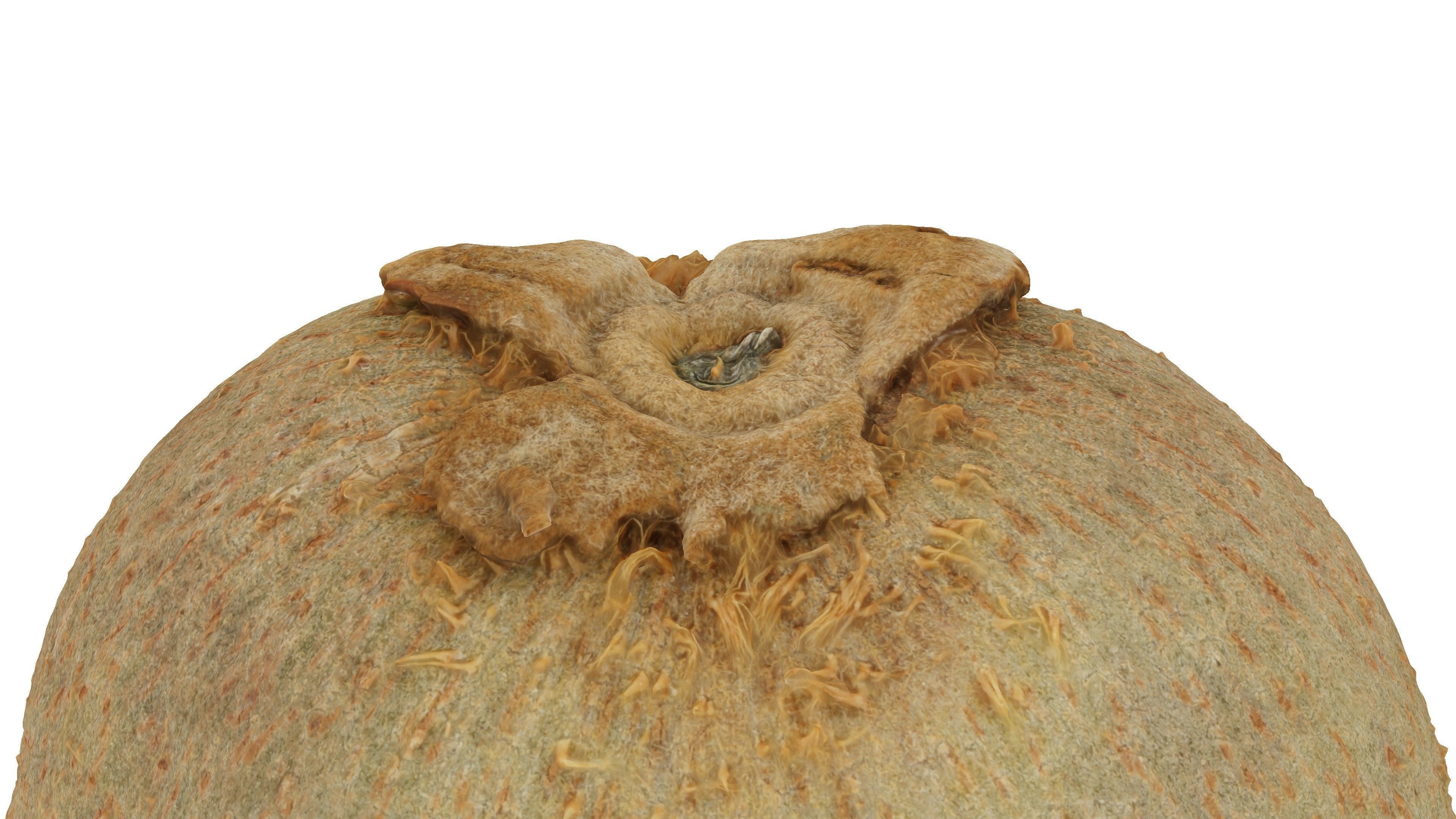 Realistic - Kiwi coconut fruit Low-poly 3D model_4