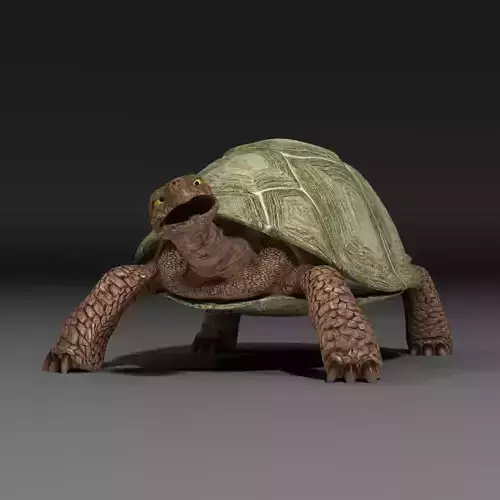 Turtle EscapeFromParadise animal