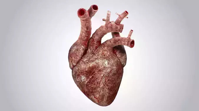 Heart Bloody Rigged Animated PBR