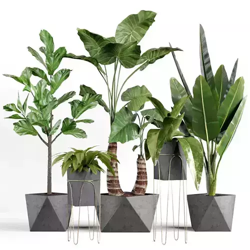 Plants collection 07