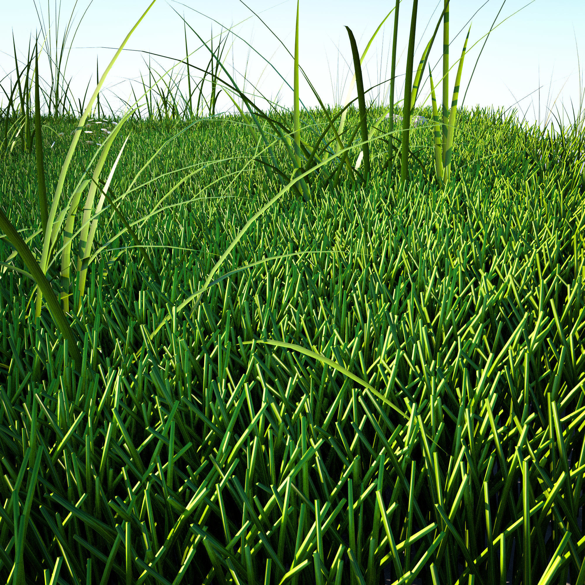Grass Kit v 4-5 for Cinema 4D R20 R21 3D model 3D model_5